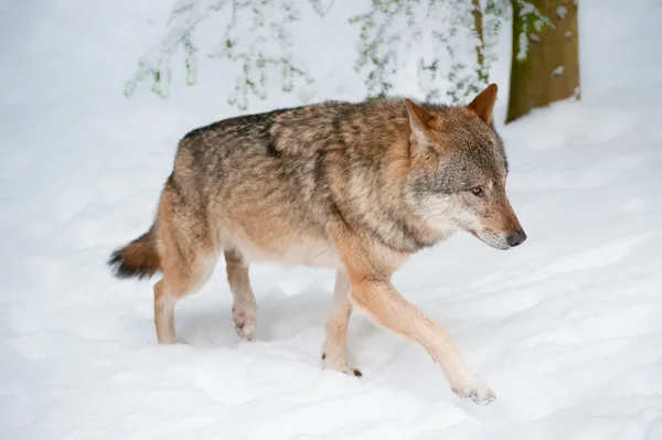 Wolf (lat. Canis lupus) — Stock Photo, Image