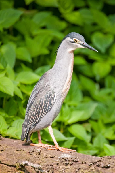 Youn gray heron — Stock Photo, Image