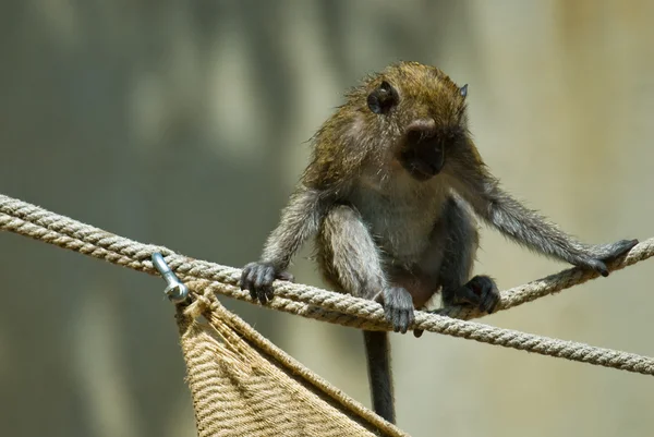 Young monkey on a rope — Stock Photo, Image