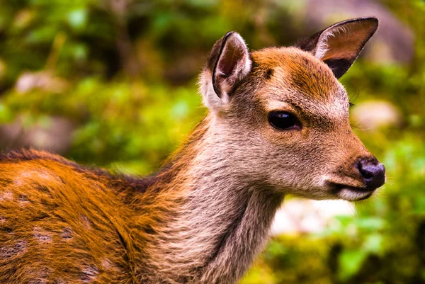 Sika deer fawn — Stock Photo, Image