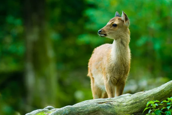Sika cervo fawn — Fotografia de Stock