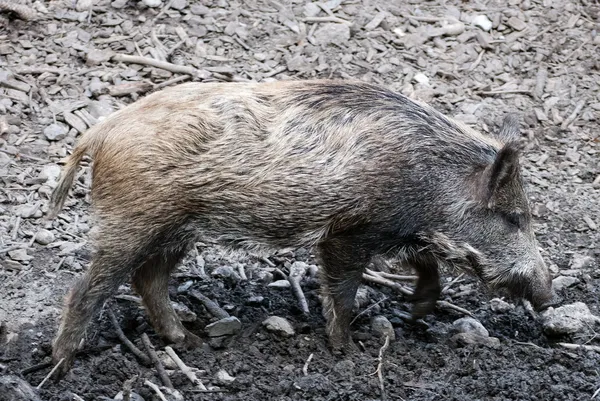 Young wild boar — Stock Photo, Image