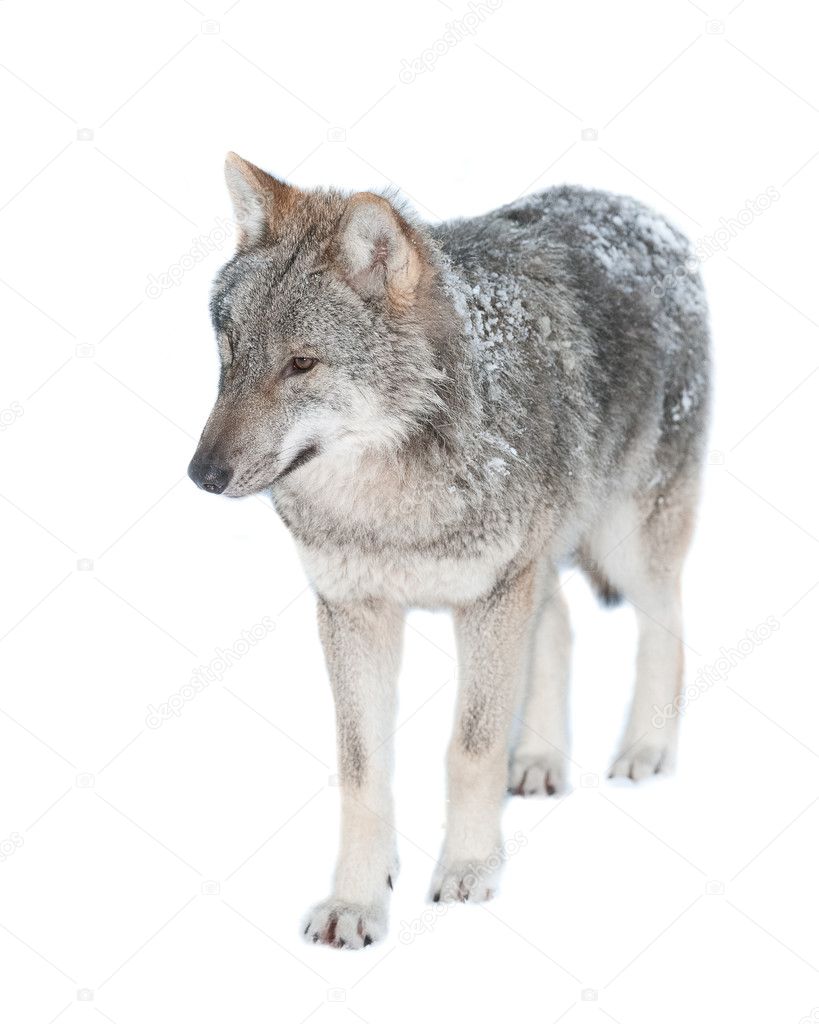Wolf (lat. Canis lupus)