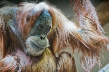 Sumatran Orangutan clipart