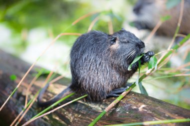 Coypu (lat. Myocastor adatavşanları)