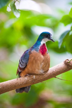 Mindanao kalpten
