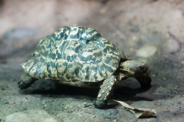 leopar kaplumbağa