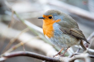 European Robin clipart