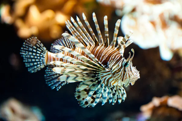 red lionfish (lat. pterois volitans) — 圖庫照片 #2466213