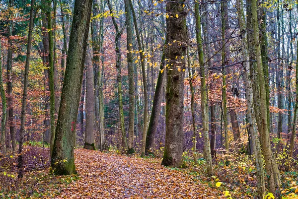 stock image Autumn forest trail