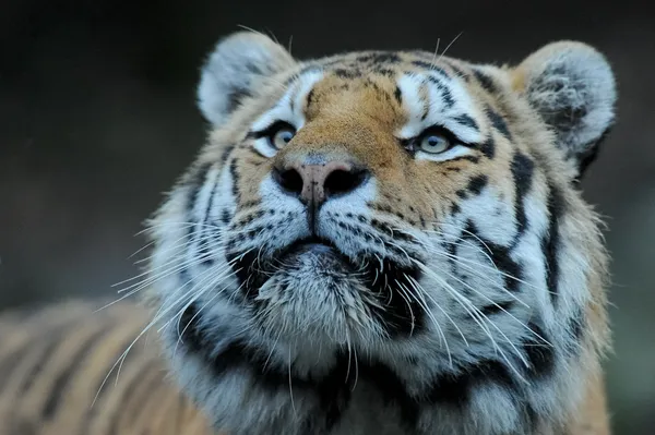 Tigre de Amur — Foto de Stock