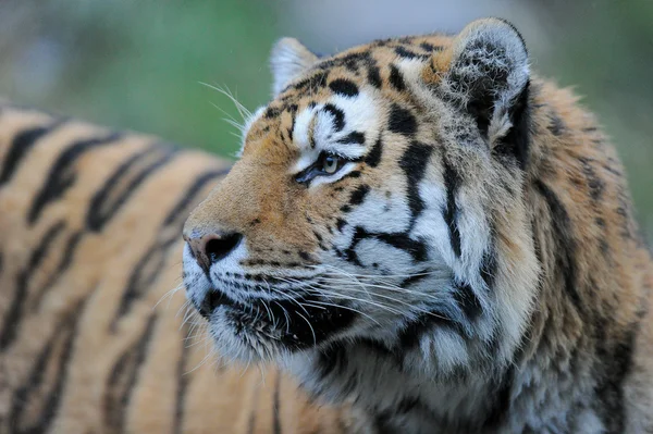 Amut tijger — Stockfoto