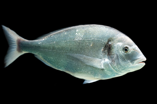 Sea bream