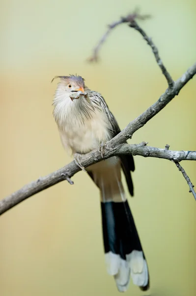 Guira cuckoo (lat. Guira guira) — Stock Photo, Image