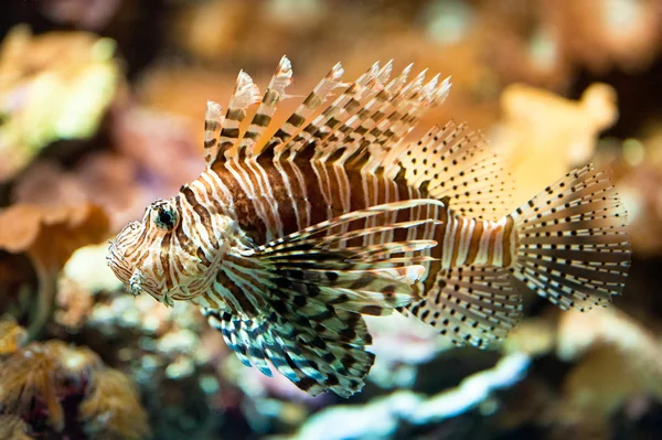 stock image Red lionfish (lat. Pterois volitans)