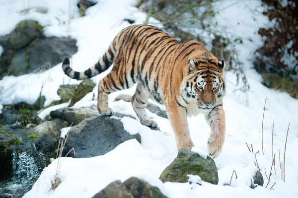 Тигр амурський — стокове фото