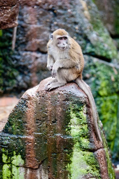 Crab-eating Macaque — Stock Photo, Image