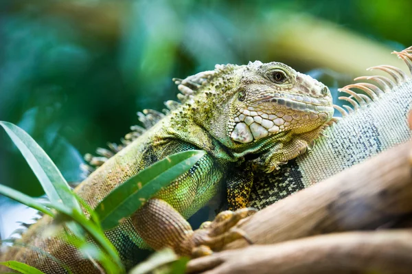 Green iguana — Stock Photo, Image