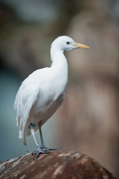 Kohäger (lat. Ardeola ibis) — Stockfoto
