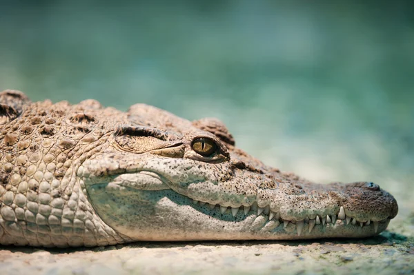 stock image Philippine crocodile