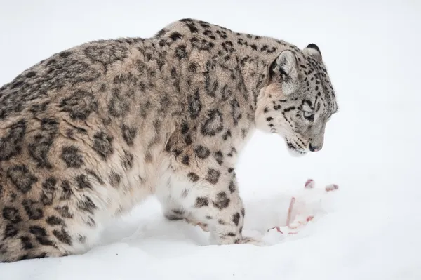 Сніговий леопард (лат. Уніція Уніція ) — стокове фото