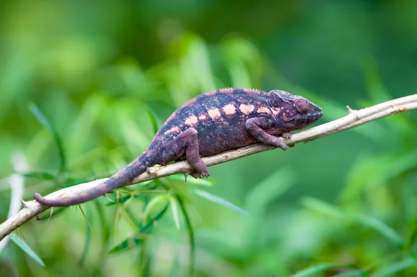 Panther Chameleon — Stock Photo, Image