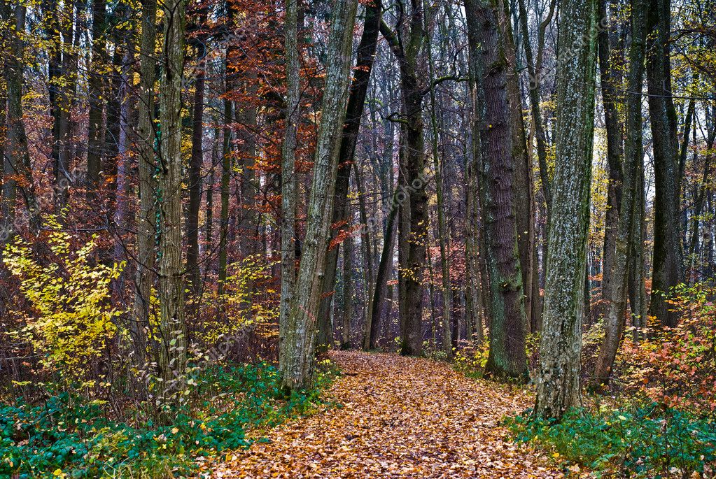 Autumn Forest Trail — Stock Photo © Peterwey #2465964