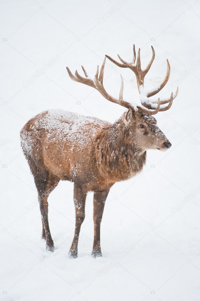 Male Red Deer (lat. Cervis elaphus)