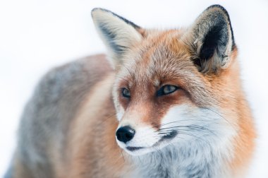 Red fox (lat. vulpes vulpes) clipart