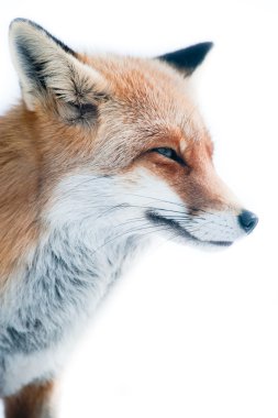 Red fox (lat. vulpes vulpes) clipart