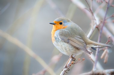 European Robin clipart