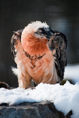 Bearded vulture clipart