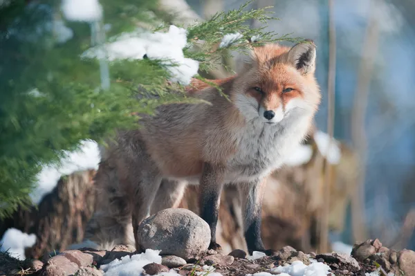 Червона лисиця стоїть в лісі — стокове фото