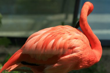 Flamingo