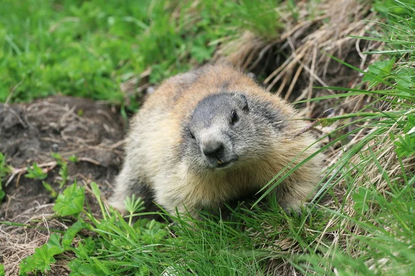 Groundhog — Stock Photo, Image