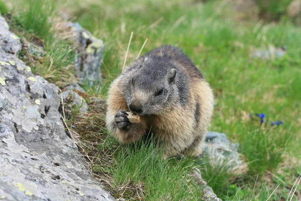 Groundhog — Stock Photo, Image