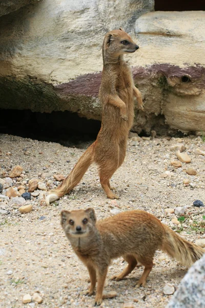 stock image Meerkat