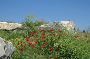 Kırmızı haşhaş