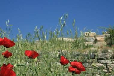 Kırmızı haşhaş