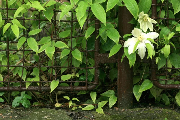 Stock image Fence with flowers