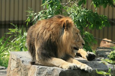 Aslan