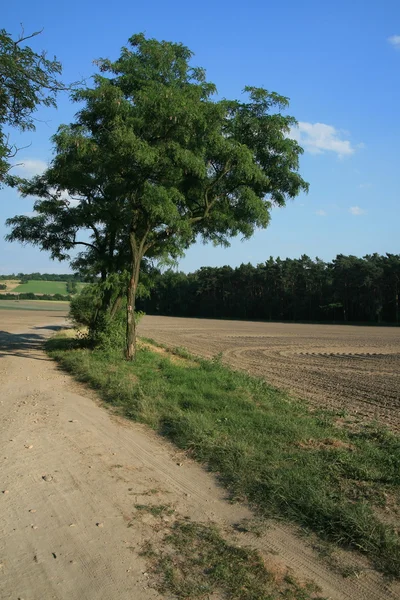 Пейзаж с грунтовой дорогой — стоковое фото