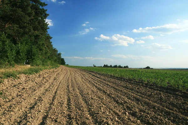 Landscape with dirt road — Stock Photo, Image