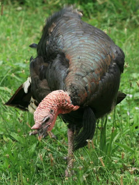 stock image Turkey hen