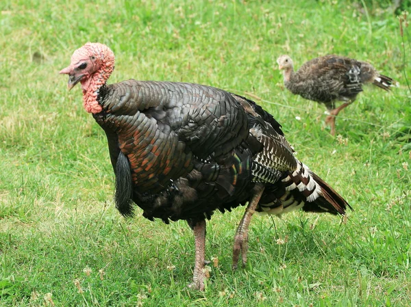 stock image Turkey hen