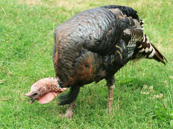 stock image Turkey hen