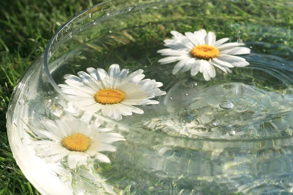 stock image Daisys