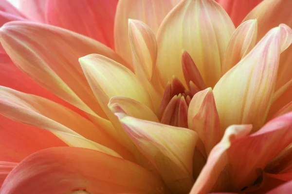 stock image Dahlia