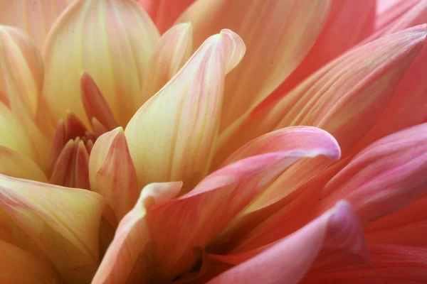 Stock image Dahlia