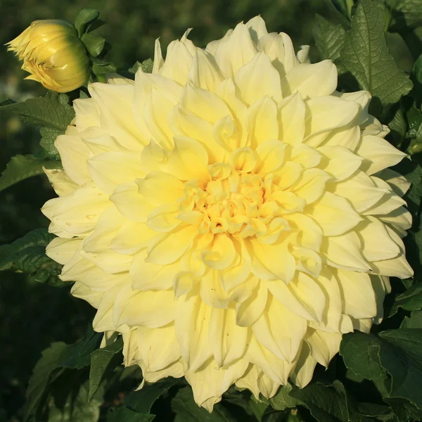 stock image Dahlia